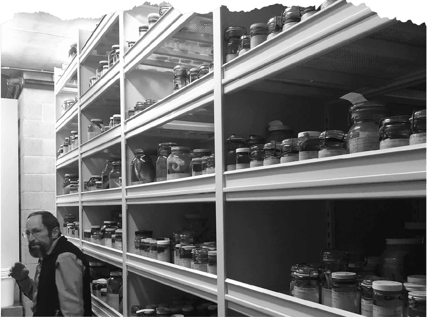 <b class="accent">FIG. 4 — </b> Ichthyology Sr. Collections Manager Dave Catania