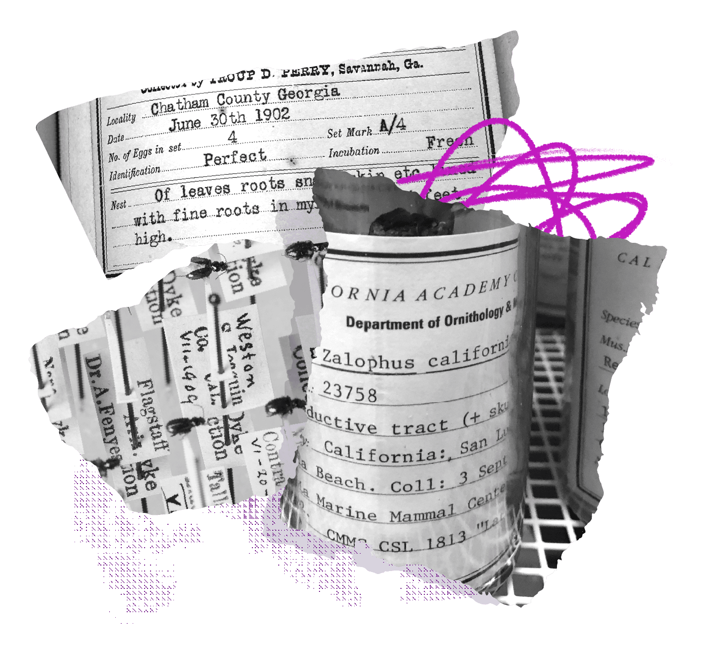 <b class="accent">FIG. 3 — </b> Specimens found during the visit to Cal Academy.